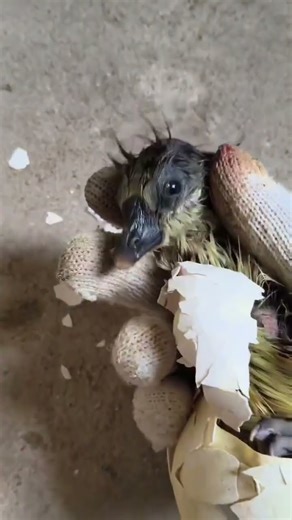 This is a lazy goose.#Little goose#Goose eggs#The goslings have hatched#Open shell#A perso