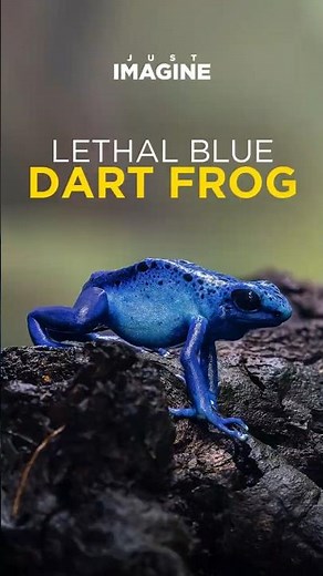 Blue Poison Arrow Frog – Deadly Beauty in the Jungle