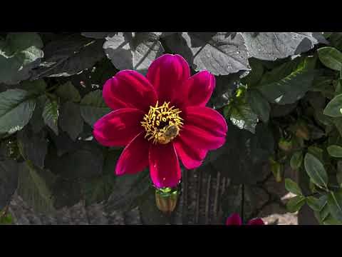 Panasonic Leica 9mm f1.7 Summilux Aspherical Wide Angle Lens Review