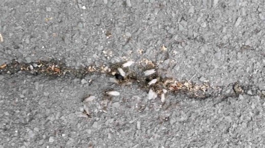 Flying Ants swarm in their millions in Swindon town center