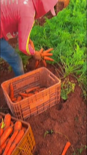 Pulling Giant Carrots from the Garden !