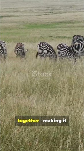 Zebra Stripes: Nature’s Genius Survival Trick Revealed! #shorts
