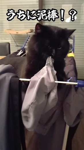 洗濯物を盗む猫【失敗編】 #猫 #cat #黒猫 #保護猫#猫のいる暮らし