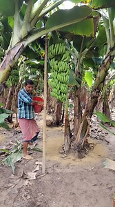 446K views · 7.2K reactions | কলা গাছের সার সরিষার খৈল প্রয়োগের উপকারিতা #banana_fertilizer_usefulness Benefits of applying mustard seed fertilizer to banana plants #banana_fertilizer_Mustard_powder | আধুনিক কৃষক | Facebook