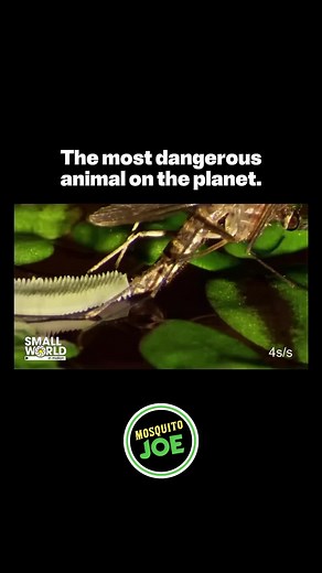 Mosquito Joe of Miami on TikTok