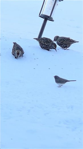 Beautiful Birds European Starling 🐦‍⬛❄️✨️