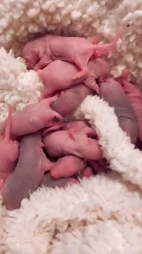 18 reactions · 3 comments | New babies  | Sacramento Pet Rats | Facebook