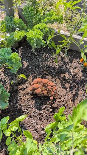 Plant & Grow Mushroom Fruiting Blocks | Garden Hacks!