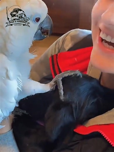 536K views · 9.6K reactions | These chatty parrots will leave you laughing with their hilarious voices and sassy comebacks! 藍 #funnyparrots #talkingparrot #ParrotVideos #AnimalComedy #petfails | Fish & Funnies | Facebook