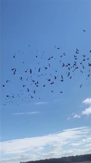 #indexeddb videos ¹ ² ³.For a manual check, you can search directly on YouTube using *#Devo* in