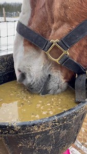 1.1K views · 199 reactions | LUNCHTIME! With Samson  | Bee Meadow Farm | Facebook