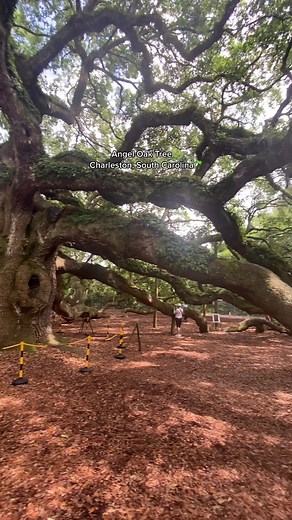Discover the Angel Oak Tree: Charleston's Oldest Treasure