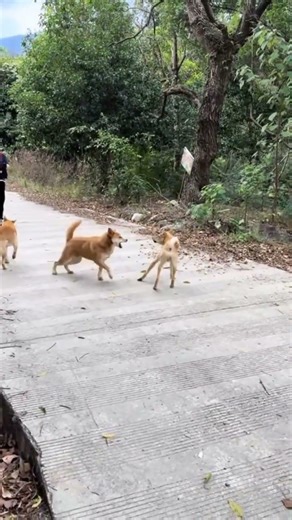 Dogs Funnest Training viral A Ali TV