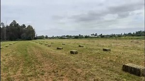 🤠 VENTA DE FARDOS EN TENO PARIENTE Se venden fardos de alfalfa con ballica, en potrero el valor es de 4.500 cada uno. Interesados al WhatsApp 56 9 4028 1349 #RegionDelMaule 🇨🇱 | Defensores Región del Maule