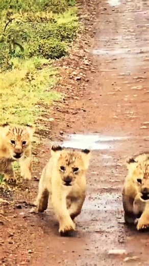4 Adorable Little Lion Cubs Escape From Their Den! 😍 .:: Sound Of Safari. Four adorable little lion cubs from the Blackrock pride left their den to follow their mother! #lions #animals #wildlife #wildlifephotography | Silent Whispers Photography