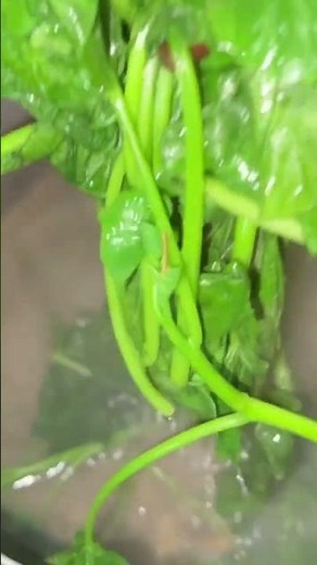 🇬🇧 How to Boil Vegetables and Keep Them Green – Simple Countryside Cooking Secret!