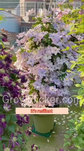 Create a vertical garden of dreams with Clematis! 🌼 These climbers will turn any wall or trellis into a blooming masterpiece. #ClematisVines #GrowFlicker #VerticalGarden #FloralMasterpiece #gardeninspiration | Grow flicker7