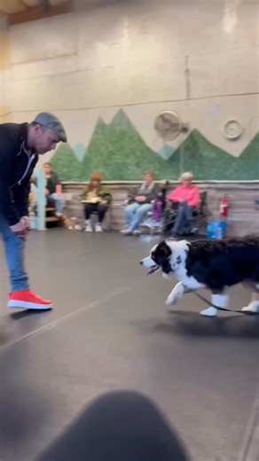 Resolving reactivity without addressing reactivity… Here’s a really cool clip from my recent seminar in New York. Lyric, the Aussie, is one of the rescue dogs that Paws for Obedience has been helping. Lyric was adopted out as a pup, but was recently returned for having major reactivity issues as well as some rather serious anxiety that had made living with her impossible for the family. She was explosive (and we got to see it with our own eyes) towards kids, dogs, and anything novel or moving. T