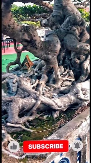 Bonsai 100 Years Old – Rare Bonsai Masterpieces