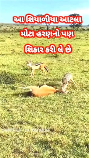 શિયાળે હરણ નો શિકાર કેવી રીતે કર્યો || #shorts #animals #shortvideo #hant