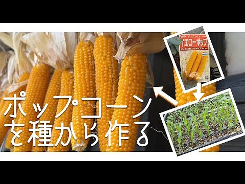 「ポップコーン栽培」種まきから収穫まで」