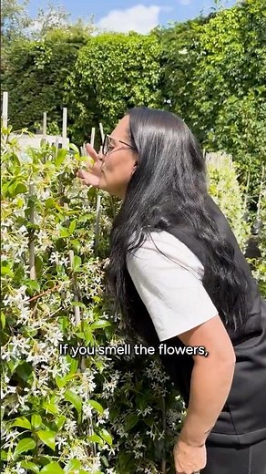 Star Jasmine in bloom at the Roots nursery