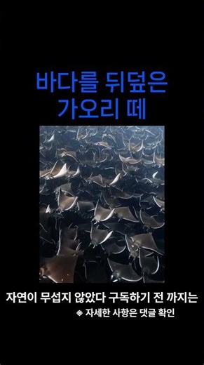 가오리 떼 #자연 #공포 #자연의신비
