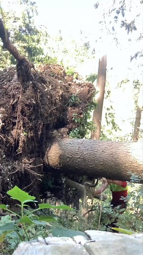 676K views · 3.4K reactions | Is that a hard wood to cut or soft #chainsaw #stihl #stihlchainsaw #woodworking #womenwoodworkers #logger #timberjack #DIY手作 #buildingfun #build #diyhome #homedecor #logging #homemade #aframehouse #DIY手作 #diyhome #chainsawman #chainsaw #joshuatree | Tree Falling | Facebook