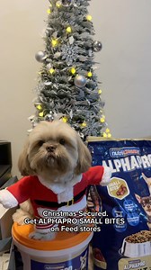 Operation: Noche Buena. Target acquired. Zoomies activated. 🕵️🐶🎄 #AlphaProDogFood #DamaAngSaya Grab yours now! Available in pet stores, Lazada, Shopee and Tiktok | Dopey the Shihtzu