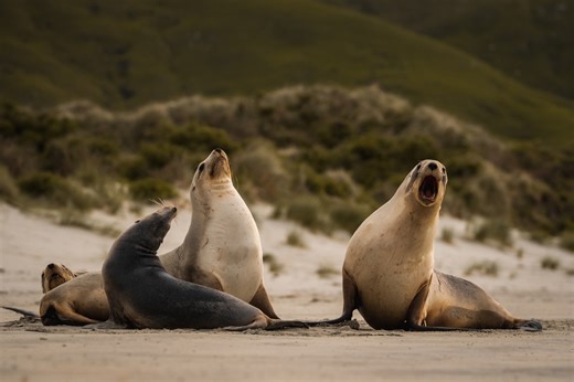Here’s to the mother of all mothers… ‘Mum’. An aptly timed story from CNN International about the return of sea lions to Dunedin NZ. If you're heading out to view these #wilddunedin creatures, check out the Dunedin Wildlife Care Code first: https://dunedinnz.co/386rd1i #dunedinnz #dunnerstunner | Dunedin NZ