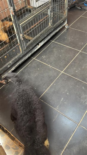 Grooming Transformation of My Poodle