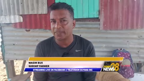 2.3K views · 23 reactions | As the country continues to increase its production of the Brackish Water Shrimp with the government’s dedicated investment in the sector, farmers on the Corentyne are taking advantage of the initiative. In this Andrew Carmichael story, we hear from some of the farmers involved in this movement, and how they are excited to play a part in contributing to the country’s and the region’s food security agenda. | Television Guyana Inc. | Facebook