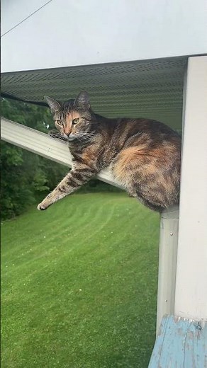 Cat Lounges On Gutter || ViralHog