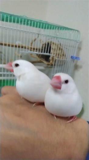 文鳥と私33 Java Sparrow and Me33
