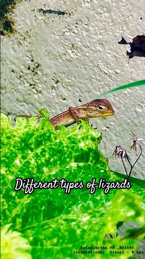 Different types of lizards