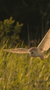 3.8K views · 144 reactions | The Silent Hunter 黎 Gliding...