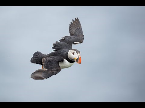 Puffin in Flight on Windy Afternoon with Arthur Morris/BIRDS AS ART