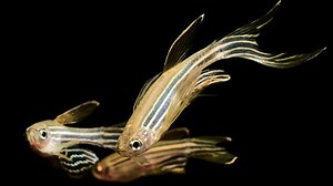 New imaging technique sheds light on adult zebrafish brain | Cornell Chronicle