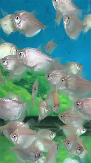 Beautiful White Tetra Fish Tank Setup | Peaceful Aquarium Fish for Beginners