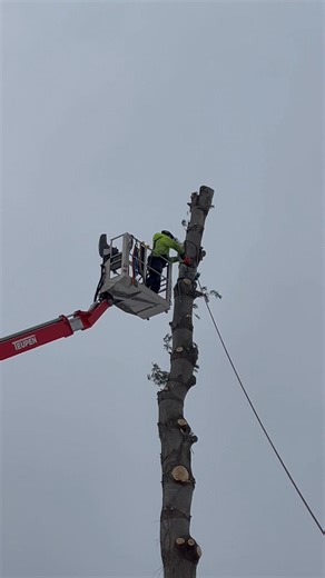 Walker is taking down a large white pine behind this customer shed like a beast! Even with the chilly weather, the grind does not stop...💪🌲❄ #Kirkville #CNY #Arborists #Womenowned #Viral | Walker Tree Care