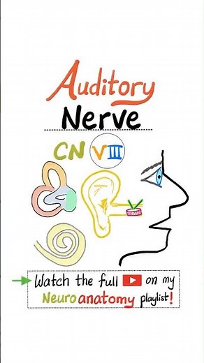Vestibulocochlear Nerve - 8th Cranial Nerve (Auditory Nerve) - CN VIII - Neuroanatomy. #anatomy