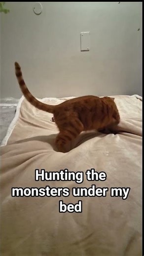 simba 2 - 0 monsters #cat #cats #catshorts #catvideos