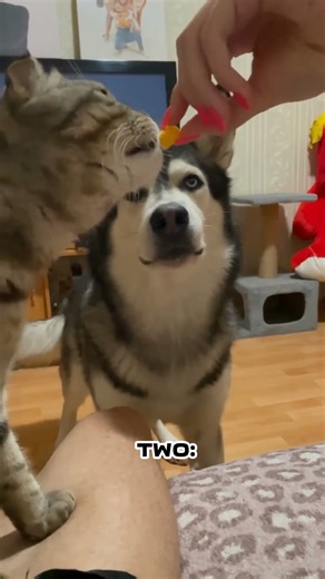 Dog funny facts #dog #shorts