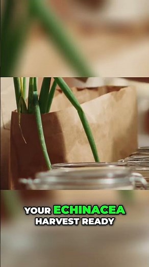 Echinacea Harvest: Boost Immunity Naturally, Easy Guide! #shorts