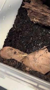 繁殖报告来咯 #reptiles #pets #isopod #snake #comedy #beardeddragon