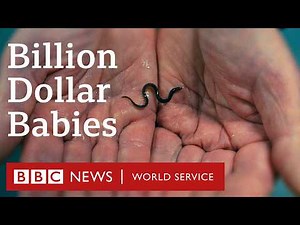 Eels: Billion Dollar Babies - BBC World Service Documentaries