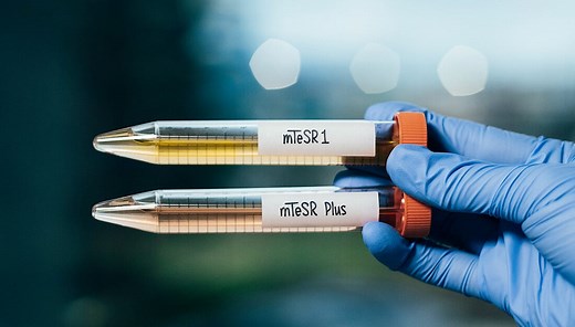 Protocol for Transitioning to mTeSR™ Plus