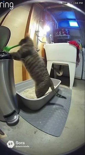my cat changing the litter box. #funny #cat #comedy #catshorts