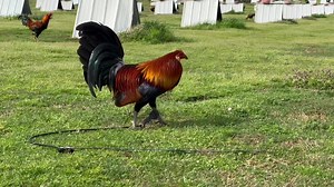 126K views · 13K reactions | Iron Creek on Reels | Facebook