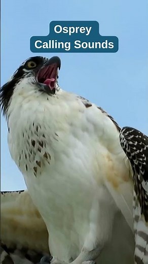 Osprey Calling Sounds